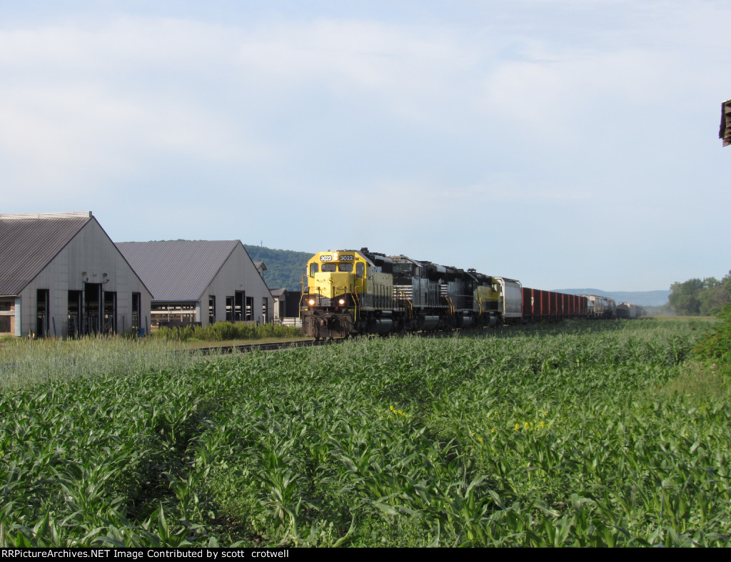 Passing by the corn field